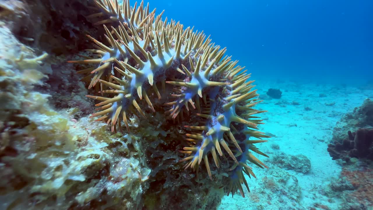 Scatto subacqueo di una stella marina corona di spine (Acanthaster planci) vicino all'isola di Mnemba, Zanzibar, Tanzania