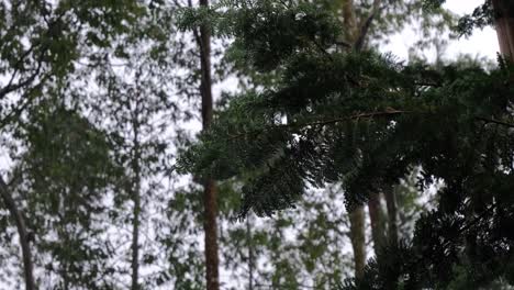 rainy day at the natural forest park with pine tree foliage in bukidnon, mindanao, philippines