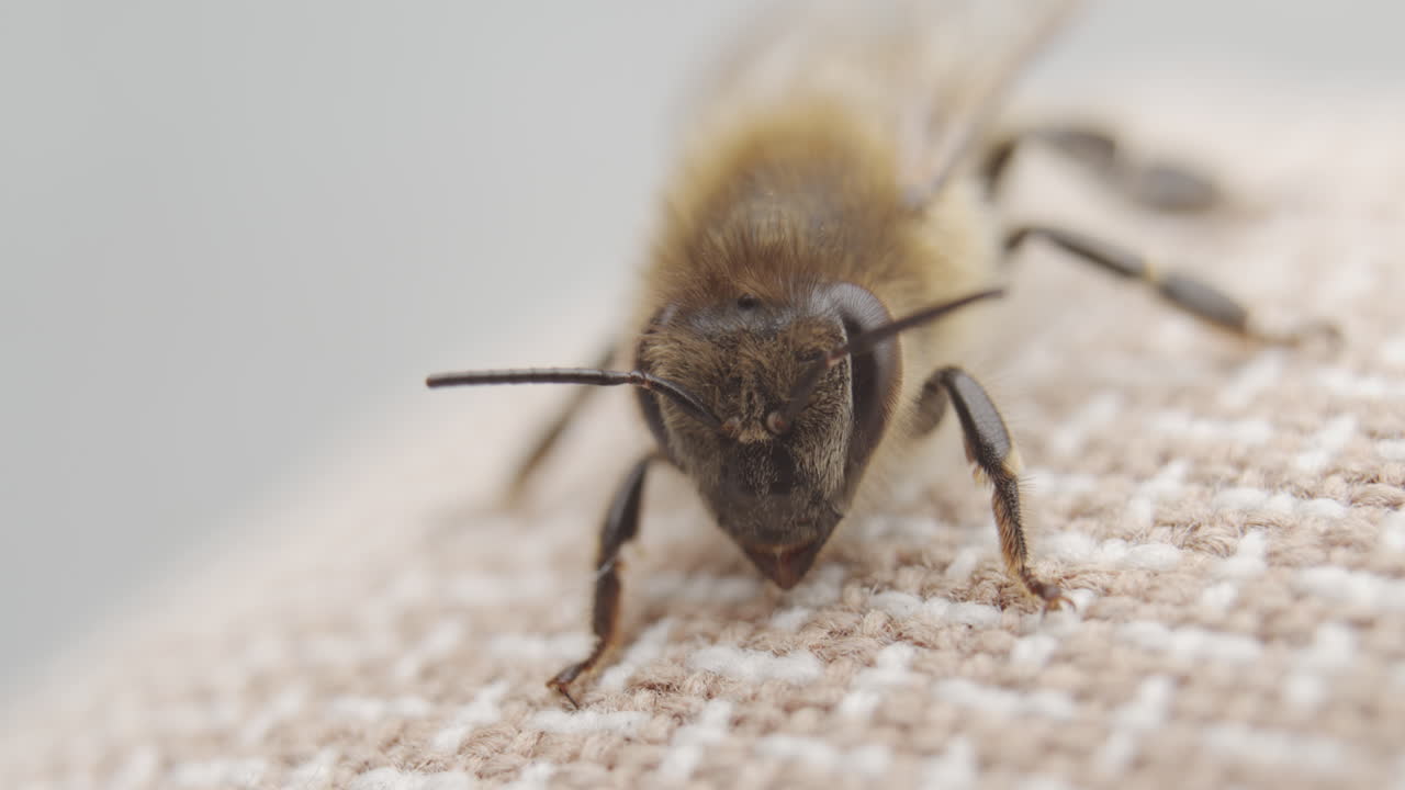 Close-up of a Bee on Fabric