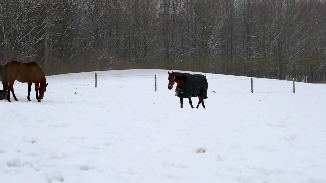 caballo caminando en un campo en invierno en 4k