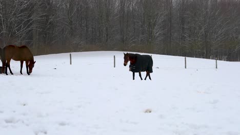 Pferd-Läuft-Im-Winter-Auf-Einem-Feld-In-4k