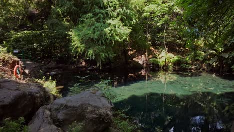 a peaceful small lake surrounded by lush greenery in barranca del cupatitzio, uruapan