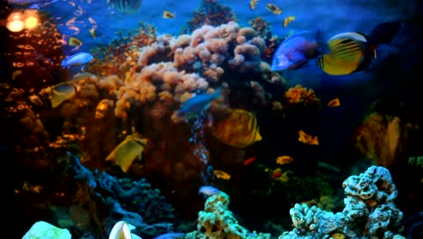 exotic fishes in an aquarium