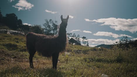 lama guanicoe de pie contra la luz del sol en las montañas del campo