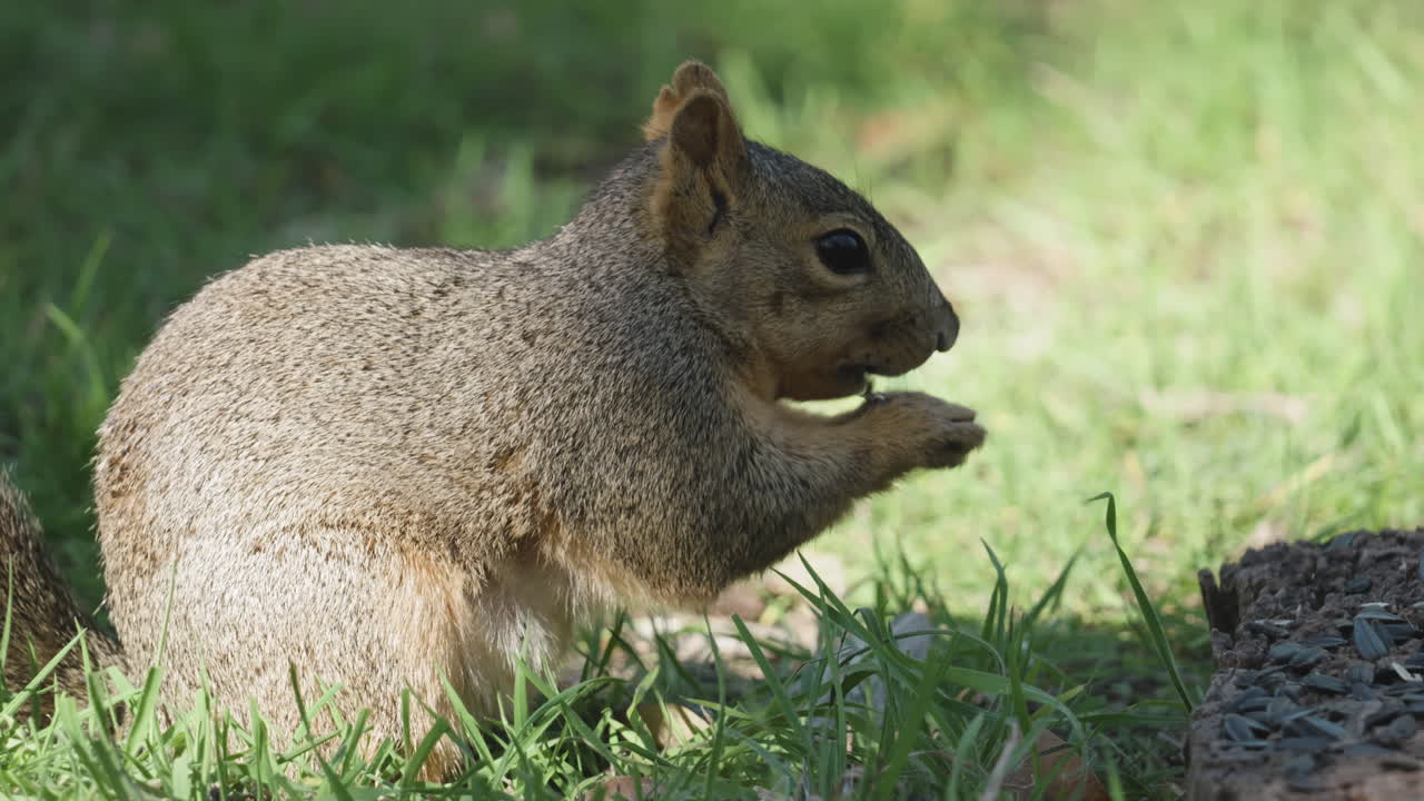 An adorable fox Squirrel picking up seeds and eating them - Sciurus niger