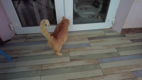 the red cat tries in vain to get into the house