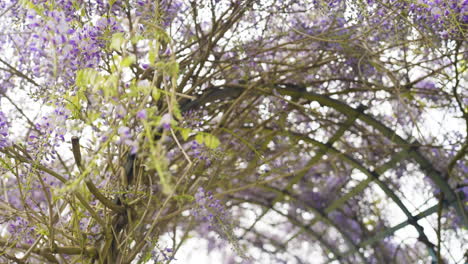 wisteria arch in springtime