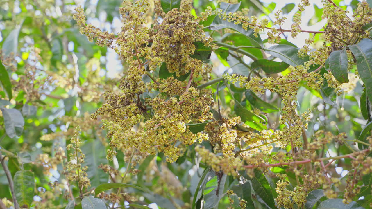 la impresionante belleza de una rama de mango en plena floración, adornada con flores vibrantes en un entorno de jardín sereno durante las horas de la mañana