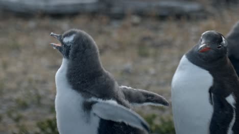 Baby-Gentoo-penguin-running-in-slowmotion-in-Isla-Martillo,-Ushuaia,-Argentina