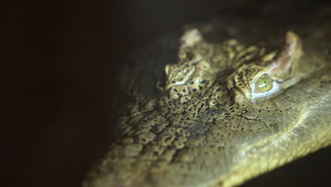 African-Crocodile-close-up-floating-in-water