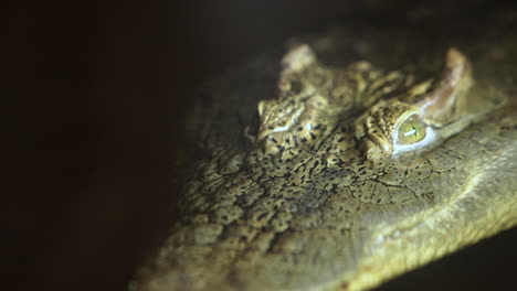 cocodrilo africano de cerca flotando en el agua