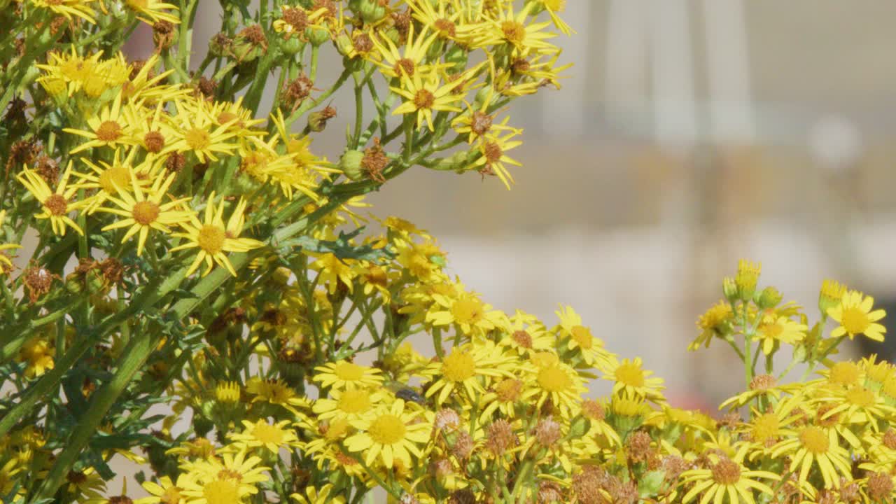 Yellow wildflowers sway gently in the foreground as the camera slowly pans, with a softly blurred marina and docked boats in the background under natural daylight