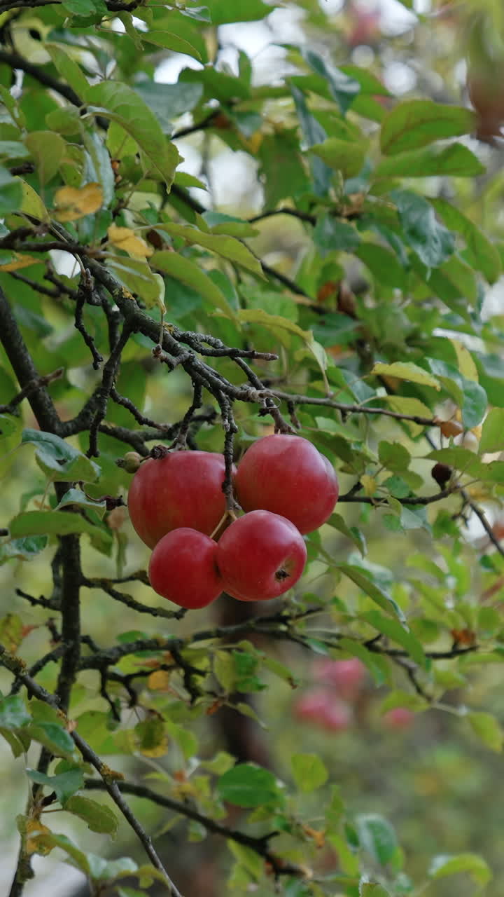 Numerose belle mele rosse pendono dal ramo dell'albero. Mani maschili si avvicinano e raccolgono tutta la frutta in una volta. Video verticale.