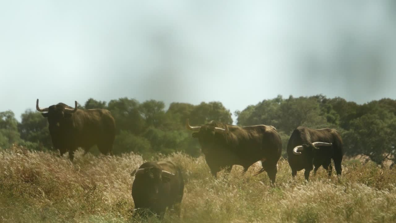 cuatro toros enojados en un campo en alentejo