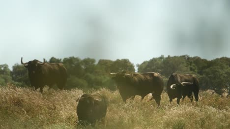 Cuatro-Toros-Enojados-En-Un-Campo-En-Alentejo