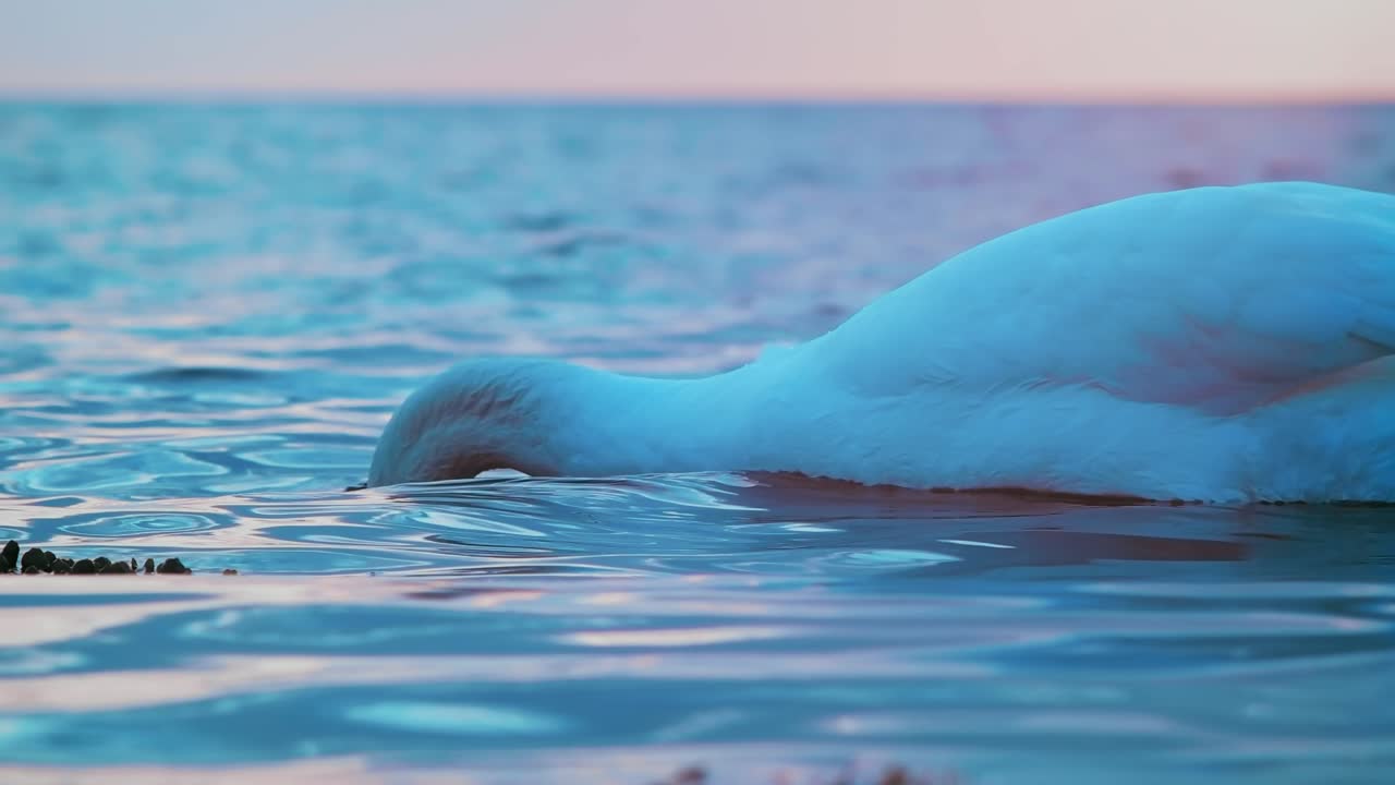 여름철 일몰이 흐르는 동안 강에서 먹이를 주고 먹는 큰 날아다니는 새 도크