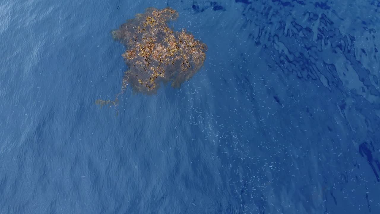Large school ball of bait fish swarm gather together by kelp ball in open ocean