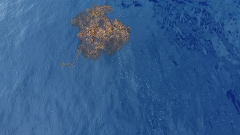 large school ball of bait fish swarm gather together by kelp ball in open ocean