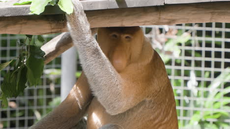 mono probóscide en una jaula mirando a la cámara mientras se esconde del sol brillante en el safari de bali y el parque marino en siangan - primer plano