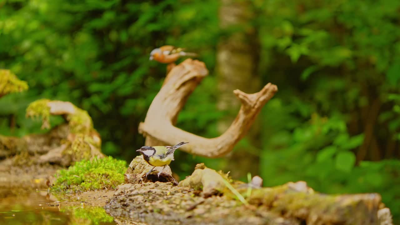 обычный евразийский чафинч и большой тит в фрисландии нидерланды прыгают и прыгают в лесу