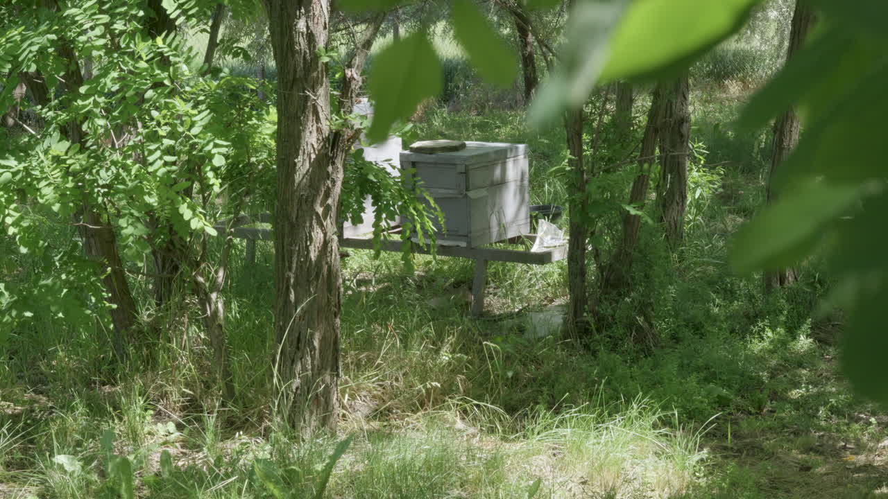 Beehive boxes placed in shaded forest clearing
