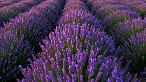 fields of lavender stretch across the landscape, bathed in the warm glow of the setting sun. the scene captures the beauty of blooming lavender plants, showcasing their rich purple hues against the green foliage. light gently dances on the blossoms, creating a serene atmosphere that highlights the c
