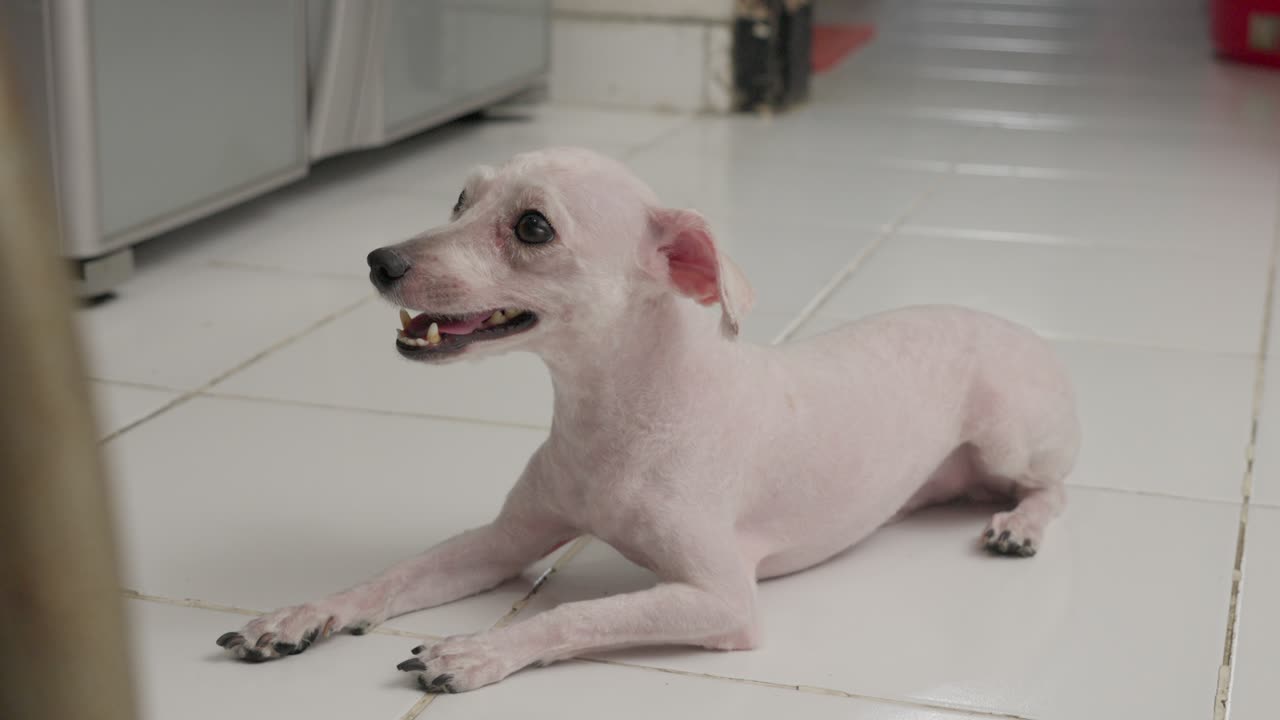 tiro de mano de un perro caniche de juguete calvo blanco sentado en una sala de estar de la casa