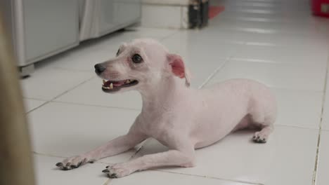 Hand-Held-Shot-of-a-White-Bald-toy-poodle-Dog-Sitting-in-a-House-Living-Room