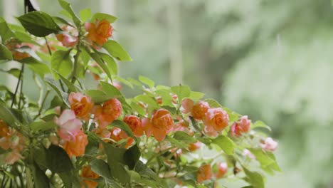 Flower basket moving slightly in the wind
