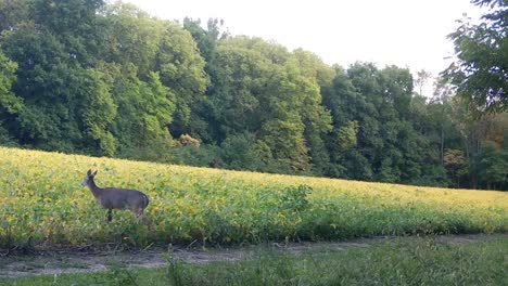 white tail deer yearling cautiously walking into a soybean field to eat, in the upper midwest in early autumn