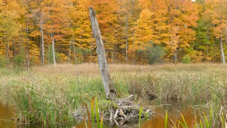 a lone stump standing out in a deep marsh surrounded by forest covered in orange leaves