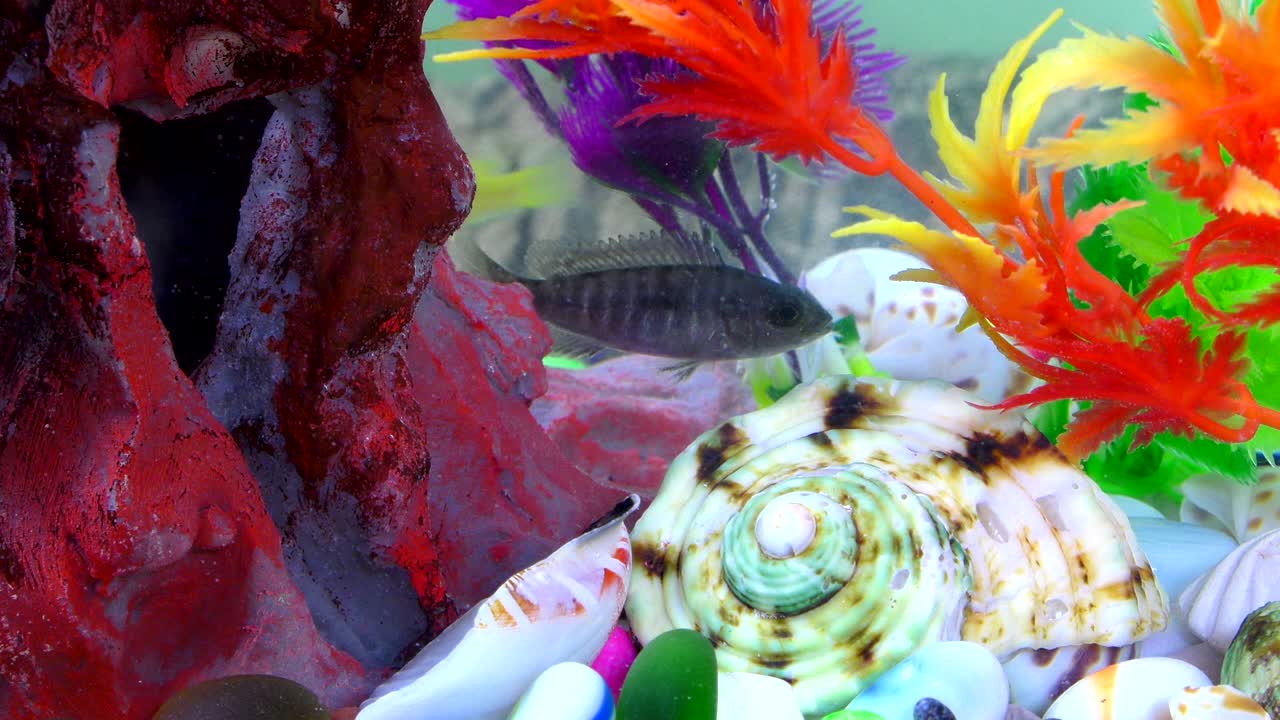 다채로운 수족관에서 물 에 있는 물고기