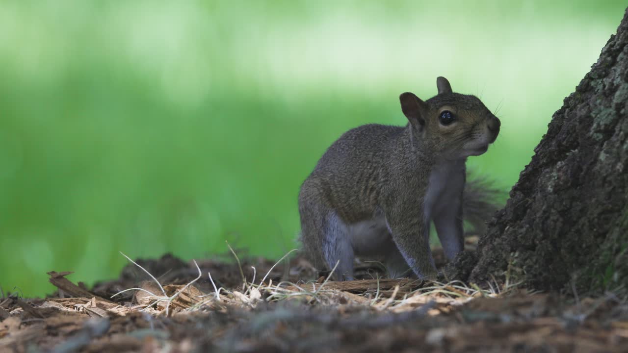 A gray squirrel pauses alertly at the base of a tree in a forest clearing