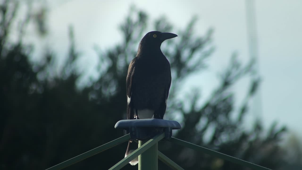 Pied Currawong Perched On Top Of Clothes Washing Line Daytime Australia, Victoria, Gippsland, Maffra