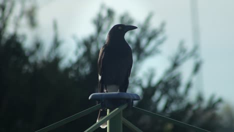 pied currawong perched on top of clothes washing line daytime australia, victoria, gippsland, maffra