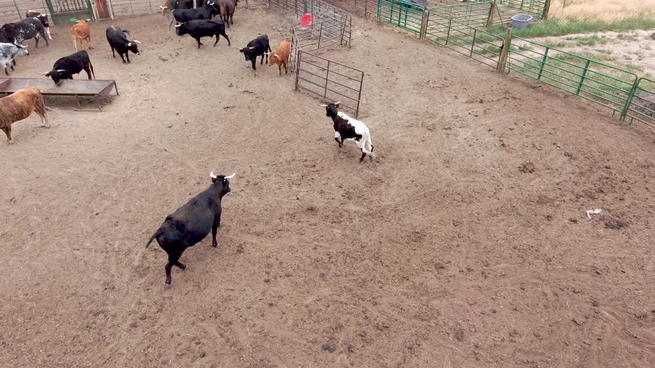 큰 황소가 건강한 장난기 넘치는 황소로 가득 찬 펜 주위에서 다른 황소를 쫓습니다.