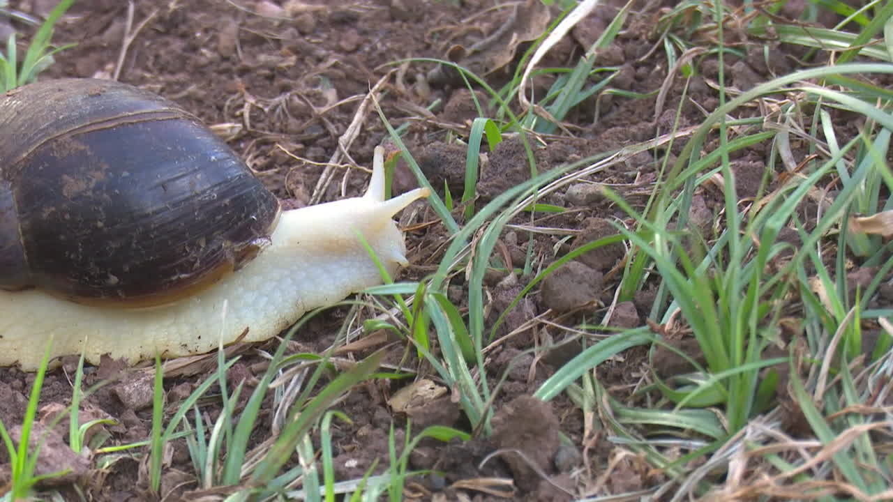 caracol en la hierba