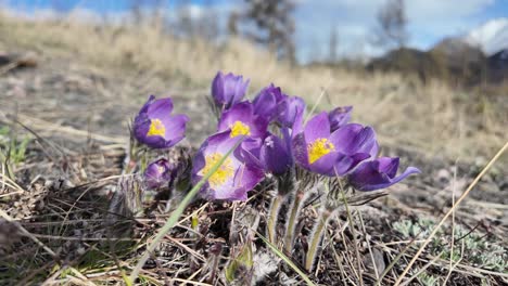 Eine-Gruppe-Violetter-Blumen-Hebt-Sich-Vom-Grünen-Gras-Auf-Einem-Feld-Ab