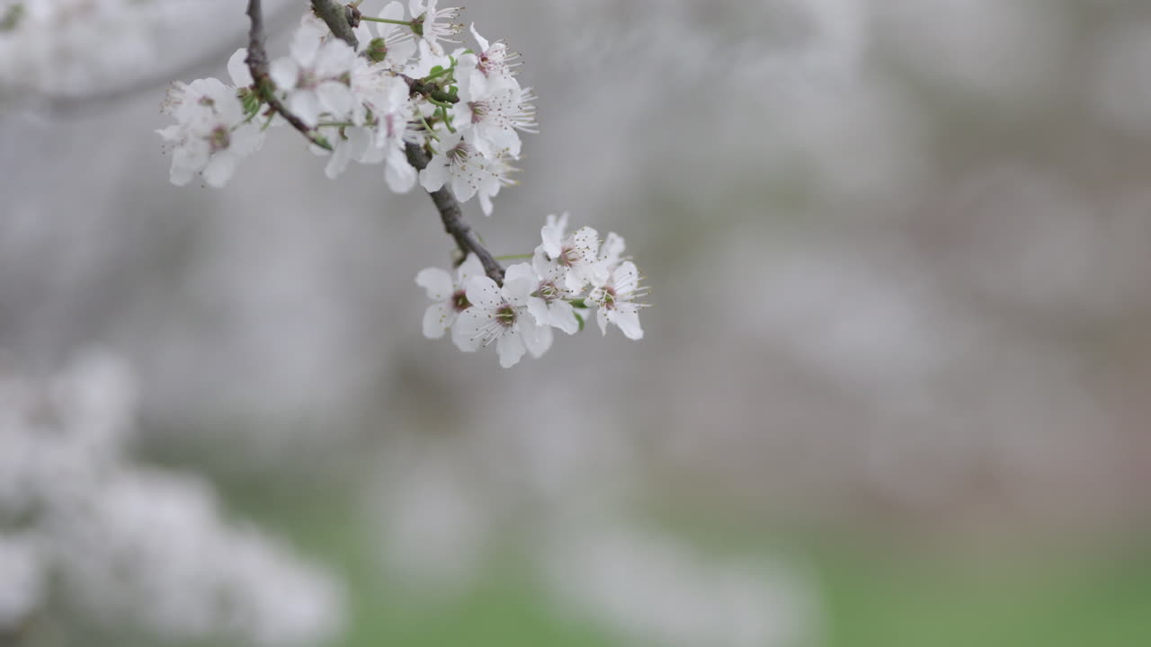 White flowers of plum at a spring windy day
