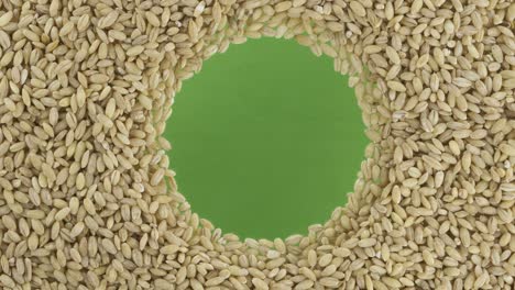 rotation of pearl barley grains scattered in a circle with space in the center. top view.