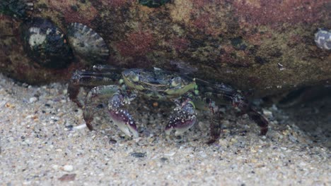 Krabbe,-Die-Auf-Sand-Unter-Felsen-Läuft,-Australien,-Tierwelt,-Niedlich