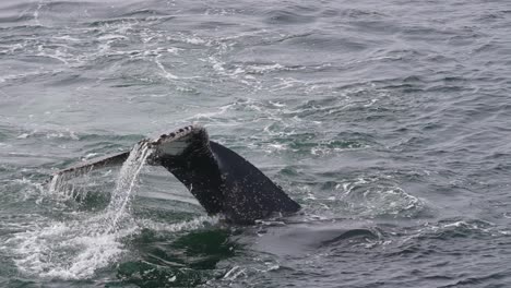 cámara lenta, cuerpo y cola de ballena jorobada mientras nada en aguas frías del océano cerca de la antártida