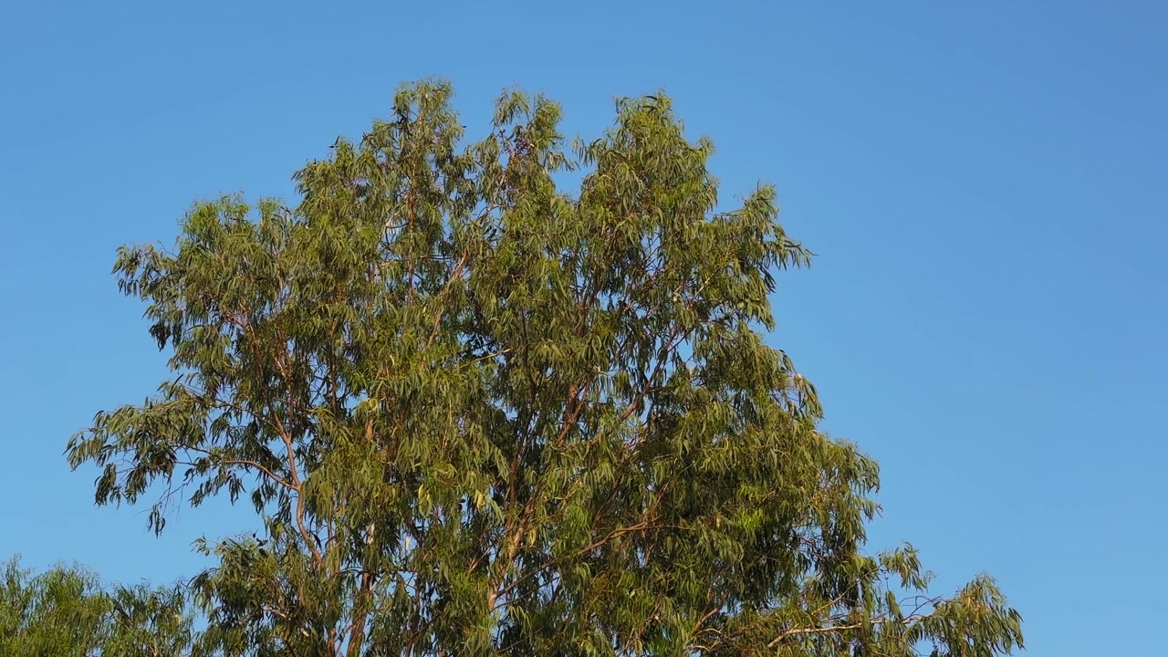 Wide shot of a eucalyptus tree with slender leaves gently swaying in the breeze, set against a clear blue sky in bright natural daylight!