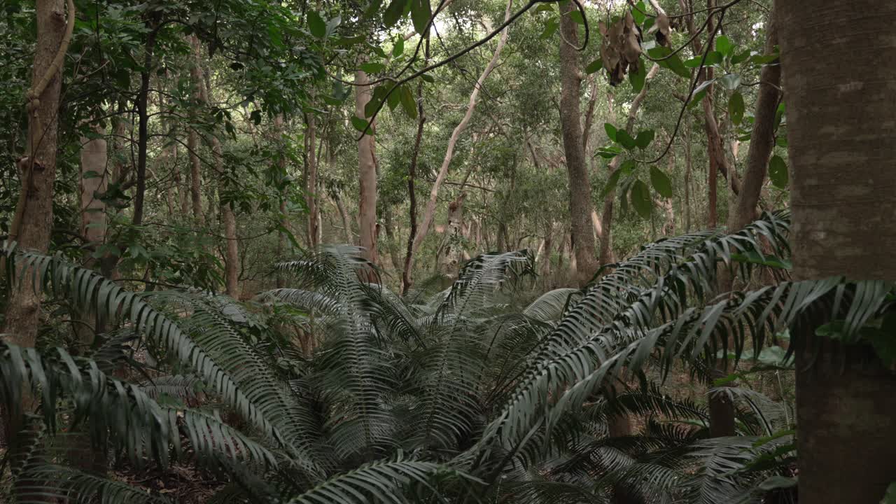 Scenic dark green plants inside Australian forest. Nature Landscape.