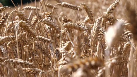 cinematic close up of yellow colored wheat field with crop and grain during sunny day - blurred foreground