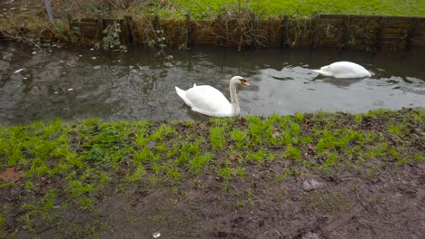 Cisnes-En-Busca-De-Presas-En-El-Río-Little-Ouse-Thetford