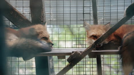 slow-mo shot of foxed curled up licking themselves in captivity in japan