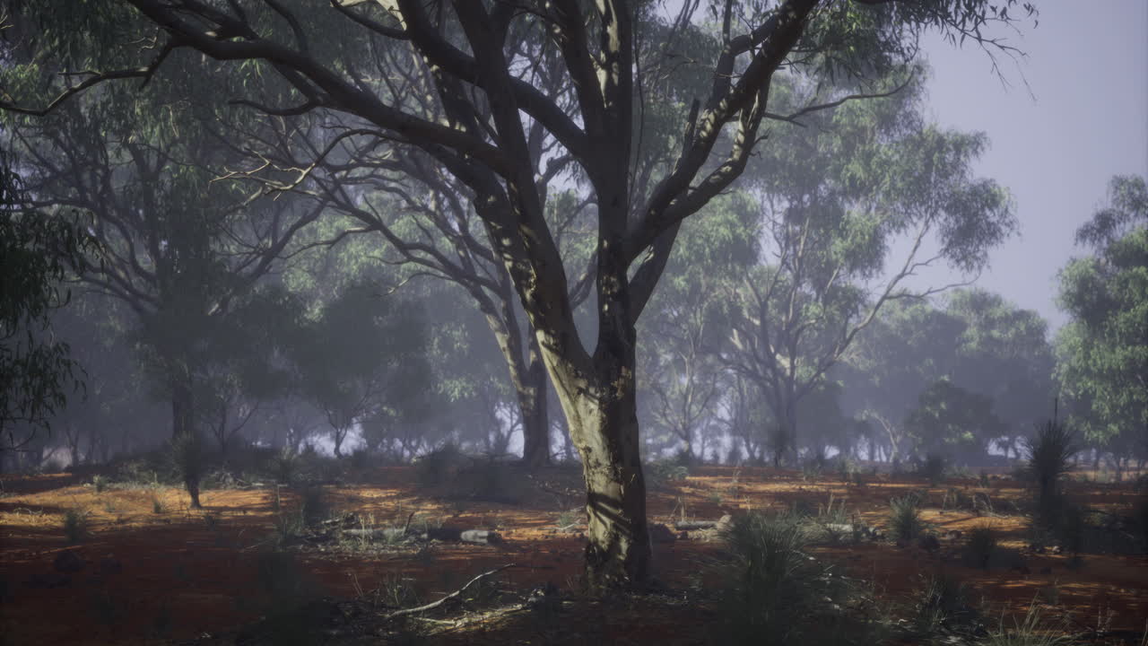 Exploring a serene forest with soft sunlight through the trees