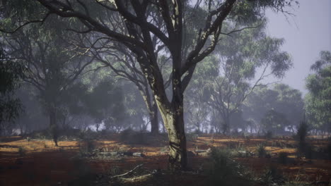 exploring a serene forest with soft sunlight through the trees