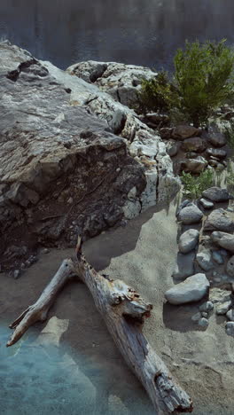 a close-up of a riverbank with a fallen log, rocks, and a small tree